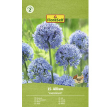 FloraSelf Ail d''ornement ''caeruleum'' paquet avec le label Ami des insectes