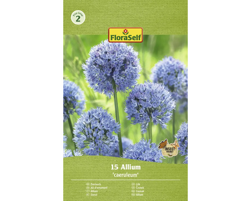 Bulbes d'ail d'ornement FloraSelf 'Caeruleum' 15 pièces