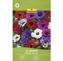 FloraSelf Anémones ''De Caen'', lot de douze