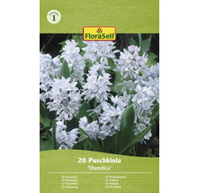 Verpackung mit 20 Puschkinia libanotica Blumenzwiebeln