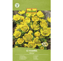 FloraSelf Eranthis cilicica, paquet de 12 hellébores d’hiver