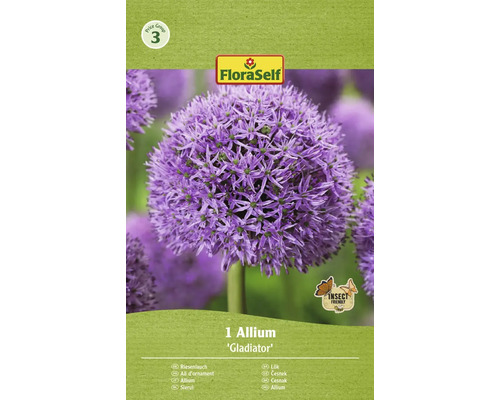 Bulbes d'ail d'ornement FloraSelf 'Gladiator' 1 pièce