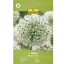 Paquet d''une unité d''Allium ''Mount Everest'' fleurs ornementales