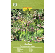FloraSelf Allium Nectaroscordum siculum, paquet de bulbes de fleurs d''ail d''ornement