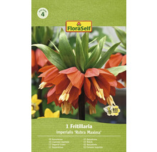 Bulbe de Fritillaire impériale ''Rubra Maxima'' FloraSelf