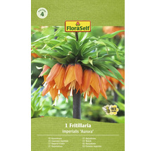 Emballage d''un bulbe de fleur de Fritillaria imperialis Aurora