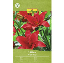 Paquet de lys asiatiques de la marque FloraSelf