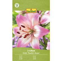 Verpackung mit asiatischen Lilienzwiebeln Rosellas Dream