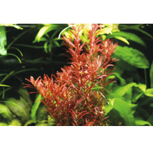 Rotala rotundifolia - Rotala rotundifolia 'Blood Red' In-Vitro