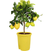 Zitronenbaum im Topf mit Zitronen und Blättern