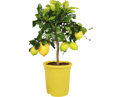 Zitronenbaum im Topf mit Zitronen und Blättern