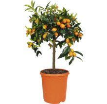 Kumquatier avec fruits en pot