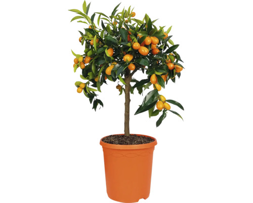 Kumquatier avec fruits en pot