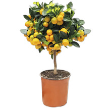 Mandarinier en pot