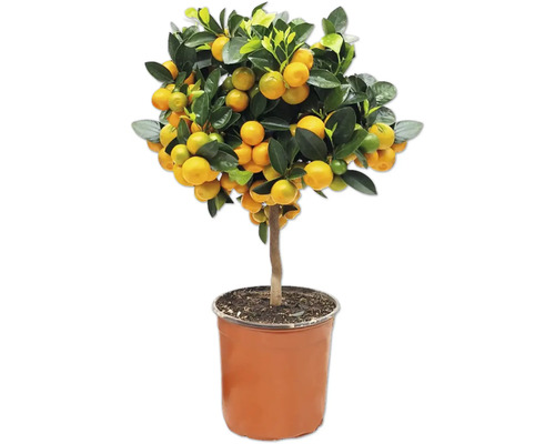 Mandarinier en pot