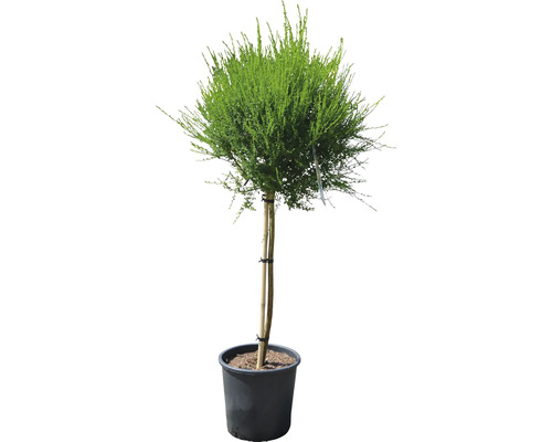 Formschnittgehölz in Topf