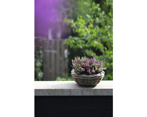 Heidekraut in einem Korb auf einer Steinmauer