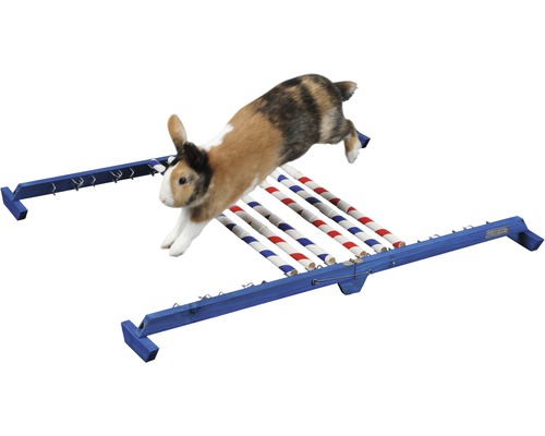 Kaninchen springt über eine blaue Hürde mit rot-weissen Stäben für Haustiere