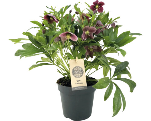 Lenzrose FloraSelf Helleborus orientalis ''VIV Victoria' Ø 17 cm Topf