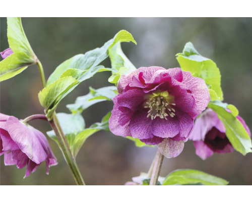 Rose de Noël FloraSelf Helleborus orientalis Viv pot Ø 19 cm fleurs doubles