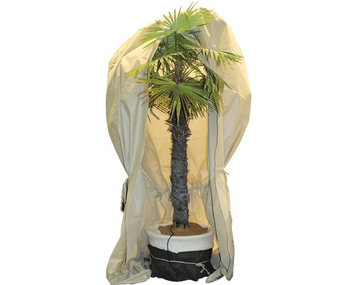 Palme mit Winterschutz im Topf