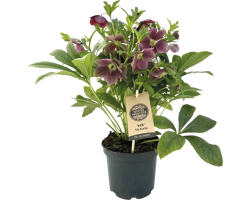 Christrose in einem Topf