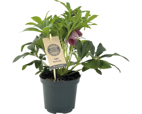 Christrose ''Winter Princess'' im Topf