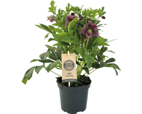 Christrose Victoria im Topf mit über 30 Blüten