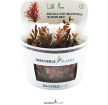 Rotala rotundifolia - Rotala rotundifolia 'Blood Red' In-Vitro