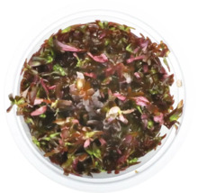 Rotala rotundifolia - Rotala rotundifolia 'Blood Red' In-Vitro