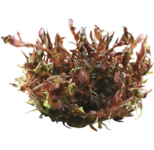 Rotala rotundifolia - Rotala rotundifolia 'Blood Red' In-Vitro