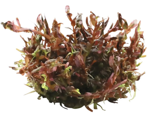 Wasserpflanze als Dekoration für Aquarien