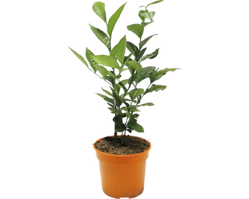 Théier Camellia sinensis h 30-40 cm Co 3 l