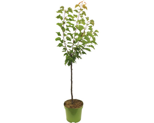 Abricotier en pot pour le jardin