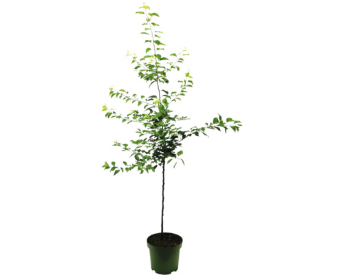 Pommier colonnaire en pot