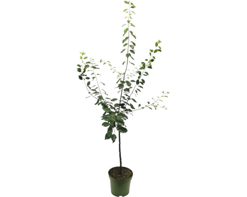 Jeune arbre fruitier en pot pour le jardin