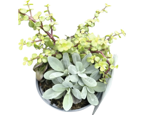 Mélange de plantes vivaces en trio les pros de la chaleur FloraSelf Co 5 l plantes résistantes à la chaleur et à la sécheresse sélection aléatoire de variétés