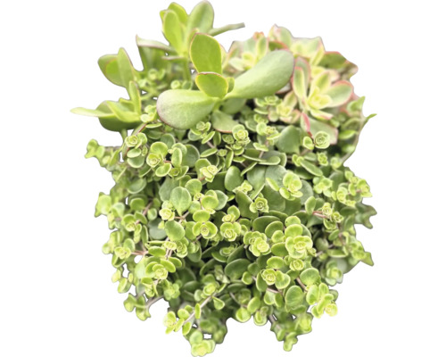 Sukkulente Pflanze mit kleinen Blättern