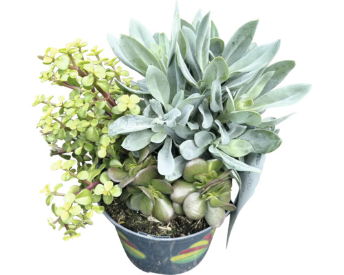 Sukkulenten Arrangement in Topf