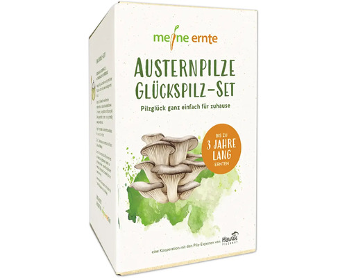 Pilzzucht Set meine ernte Austernpilze Glückspilz-Set komplettes Set mit 20 Pilzdübeln und 3 Substratblöckenaus Buchenspänen, bis zu 3 Jahre ernten, Austernseitling, Kalbfleischpilz Meine Ernte Austernpilze Glückspilzset in der Verpackung