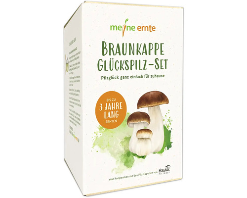 Set de culture de champignons meine ernte Strophaire à anneau rugueux set complet avec 20 pieds et 3 blocs de substrat à base de copeaux de hêtre, jusqu'à 3 ans de récolte Set de champignons Braunkappe Glückspilz de Meine Ernte dans un emballage de produit.