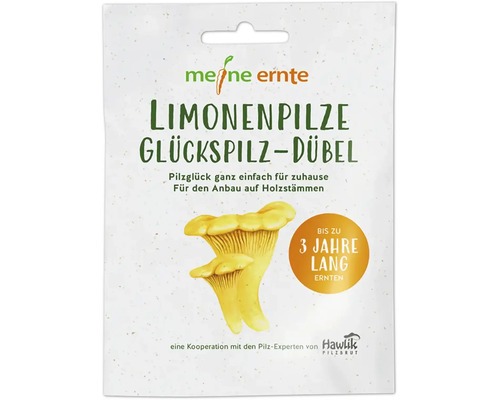 Set de culture de champignons meine ernte pieds de pleurotes jaunes avec 20 pieds pour la culture sur troncs de bois, jusqu'à 3 ans de récolte