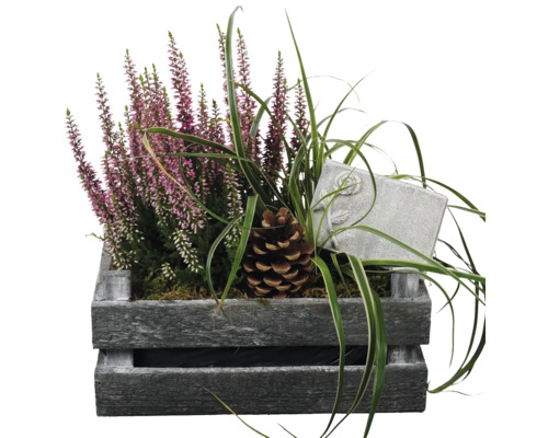 Grab Arrangement FloraSelf mit Calluna pink und Dekostecker in Holzkiste LxB 30 cm