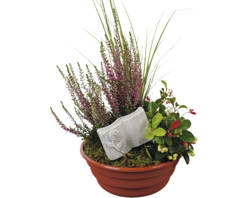 Composition pour tombe FloraSelf avec Gaultheria et tuteur décoratif coupe en plastique pour plantes Ø 21 cm Composition pour tombe FloraSelf avec Gaultheria et tuteur décoratif coupe en plastique pour plantes Ø 21 cm