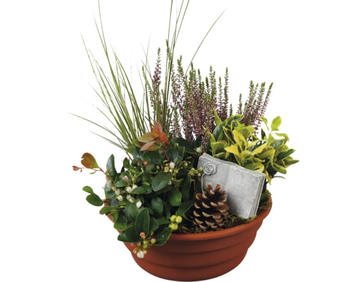 Composition pour tombe FloraSelf avec Gaultheria et tuteur décoratif coupe en plastique pour plantes Ø 25 cm