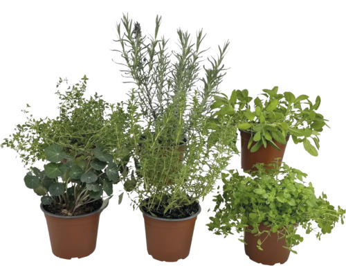 Ensemble d'herbes BIO FloraSelf Bio mélange herbes pour abeilles 6 pces pot Ø 12 cm Cinq pots d''herbes aromatiques avec différentes herbes