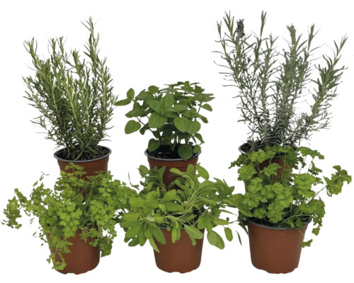 Kräutergarten mit Rosmarin, Minze, Petersilie und Salbei in Töpfen