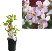 Kletterpflanzen Bienenfreundlich in Sorten FloraSelf 11 cm Topf