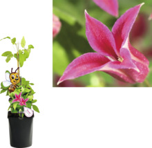 Kletterpflanzen Bienenfreundlich in Sorten FloraSelf 11 cm Topf