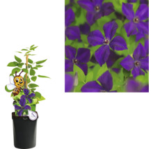 Kletterpflanzen Bienenfreundlich in Sorten FloraSelf 11 cm Topf